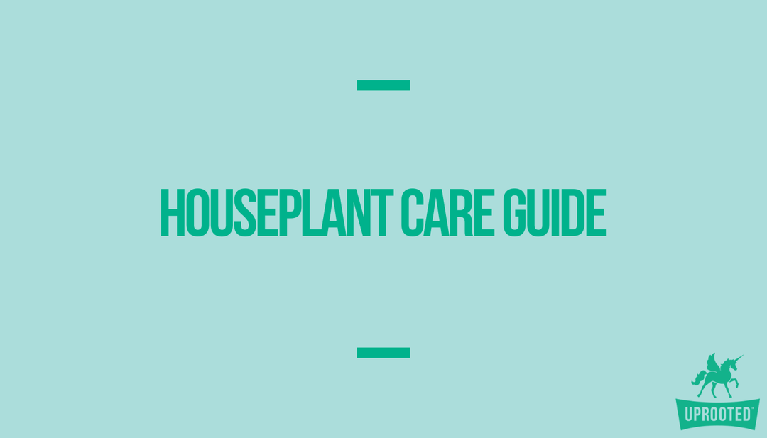 Intro to Houseplant Care Guide - Uprooted