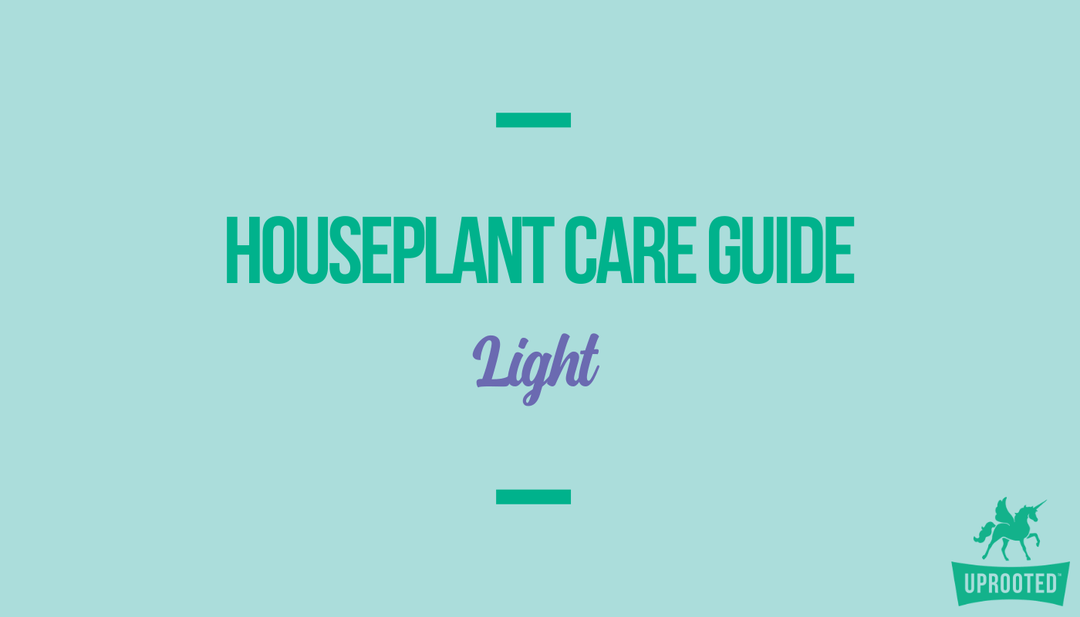 Light: Houseplant Care Guide - Uprooted