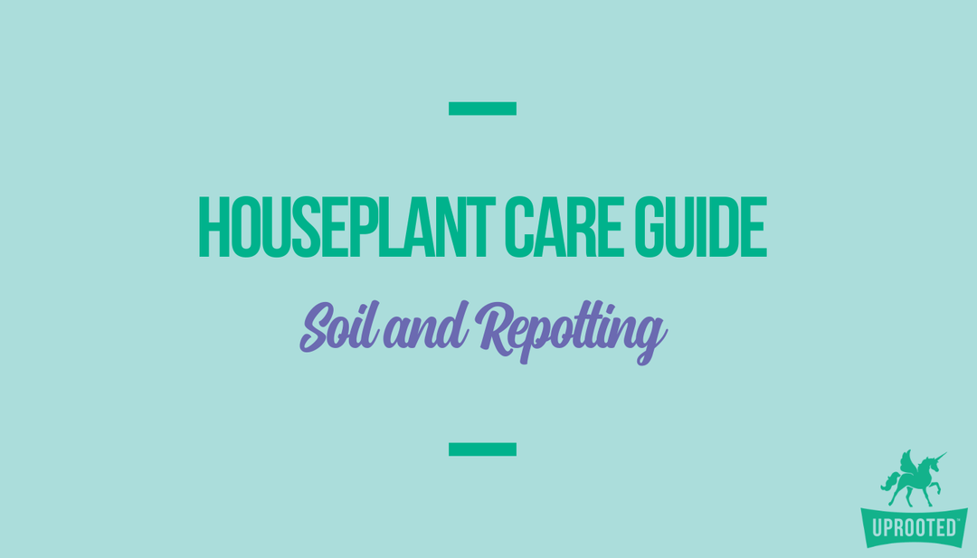 Soil and Repotting: Houseplant Care Guide - Uprooted