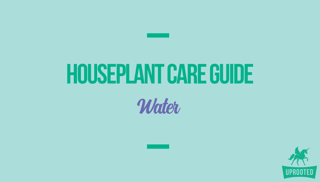 Water: Houseplant Care Guide - Uprooted