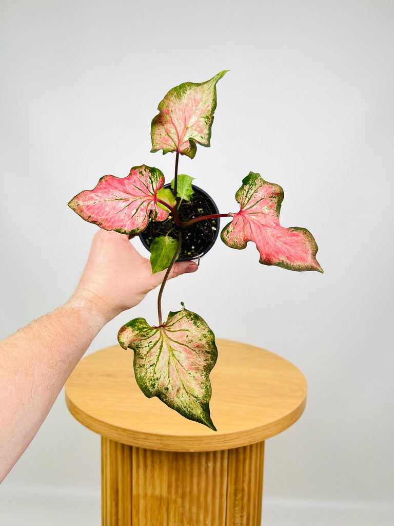 Caladium Bicolor - Flamingo Red