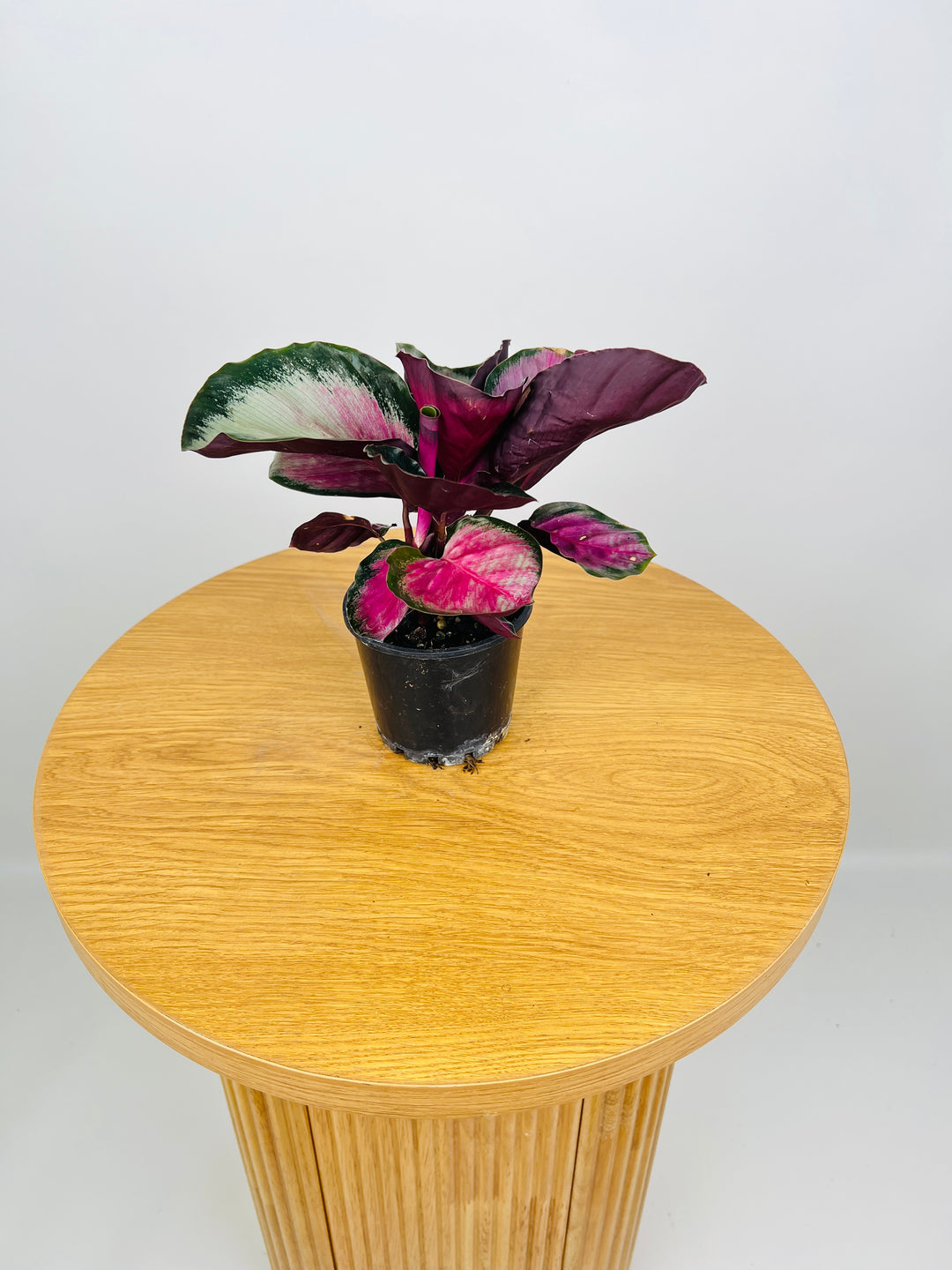 Goeppertia [Calathea] Roseopicta - Rosy