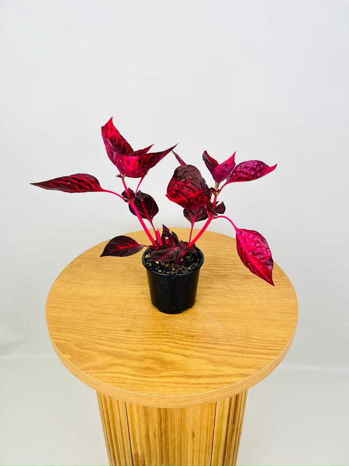 Iresine Herbstii "Bloodleaf"