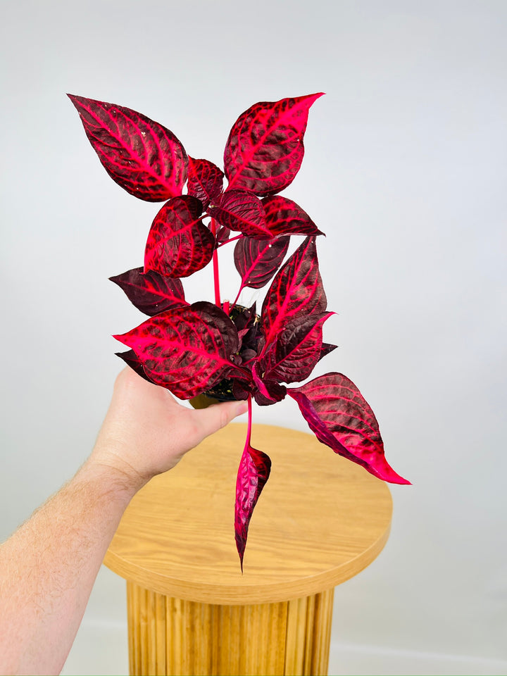 Iresine Herbstii "Bloodleaf"