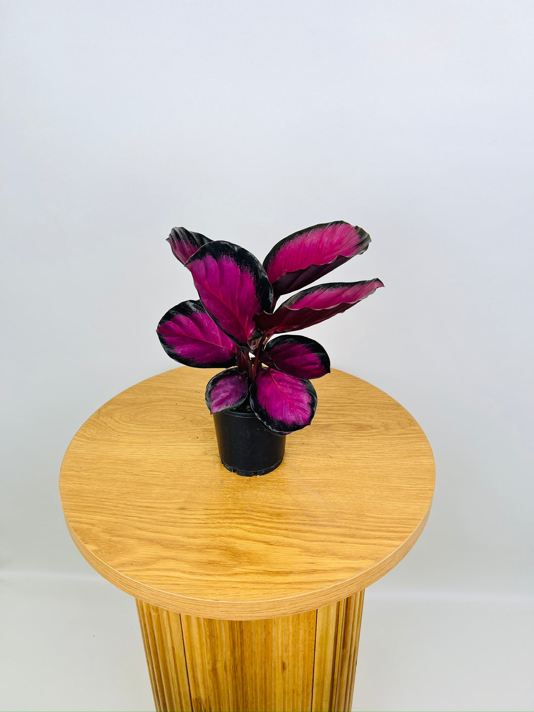 Goeppertia [Calathea] Roseopicta - Rosy