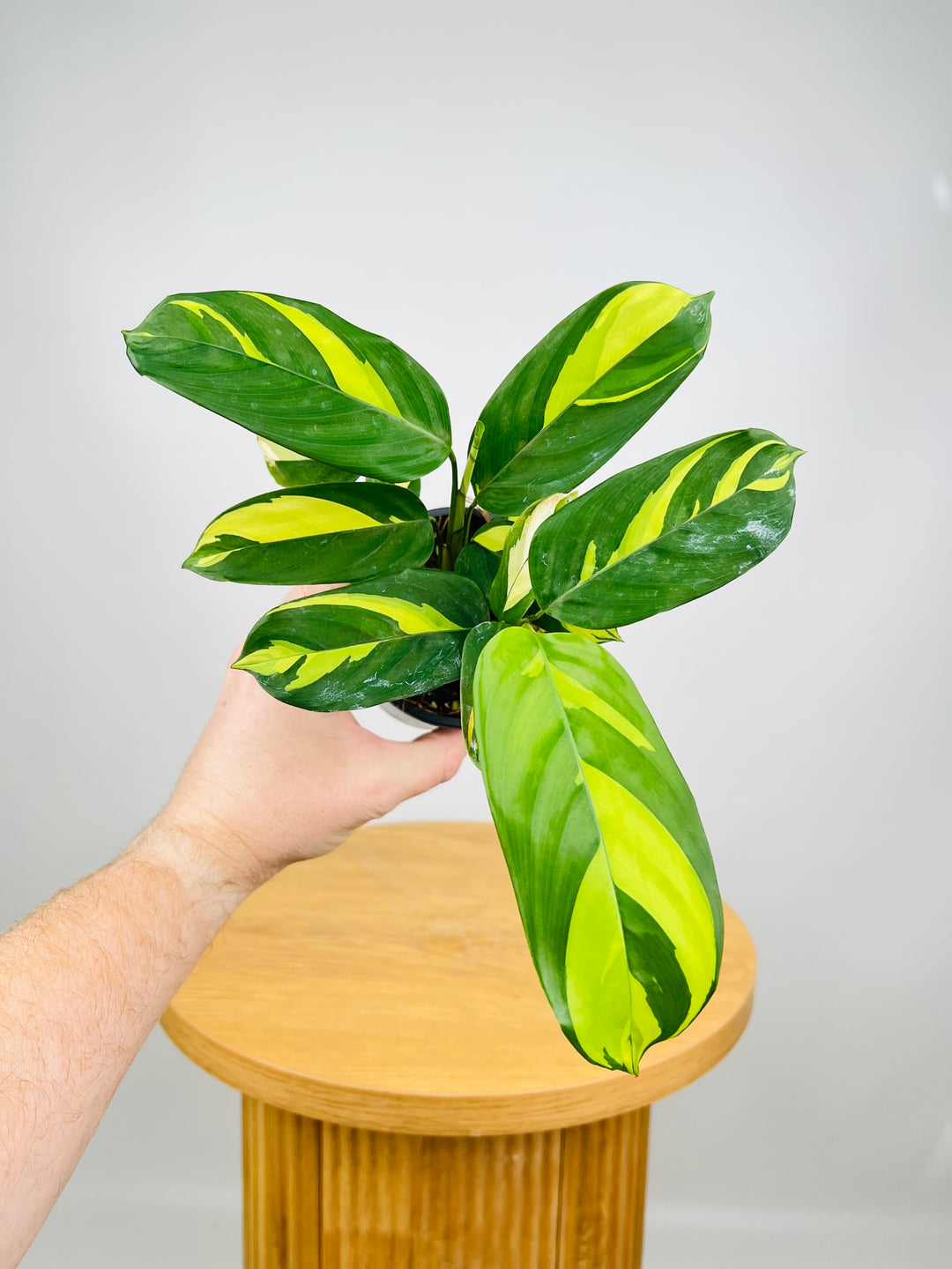 Ctenanthe Lubbersiana - Golden Mosaic