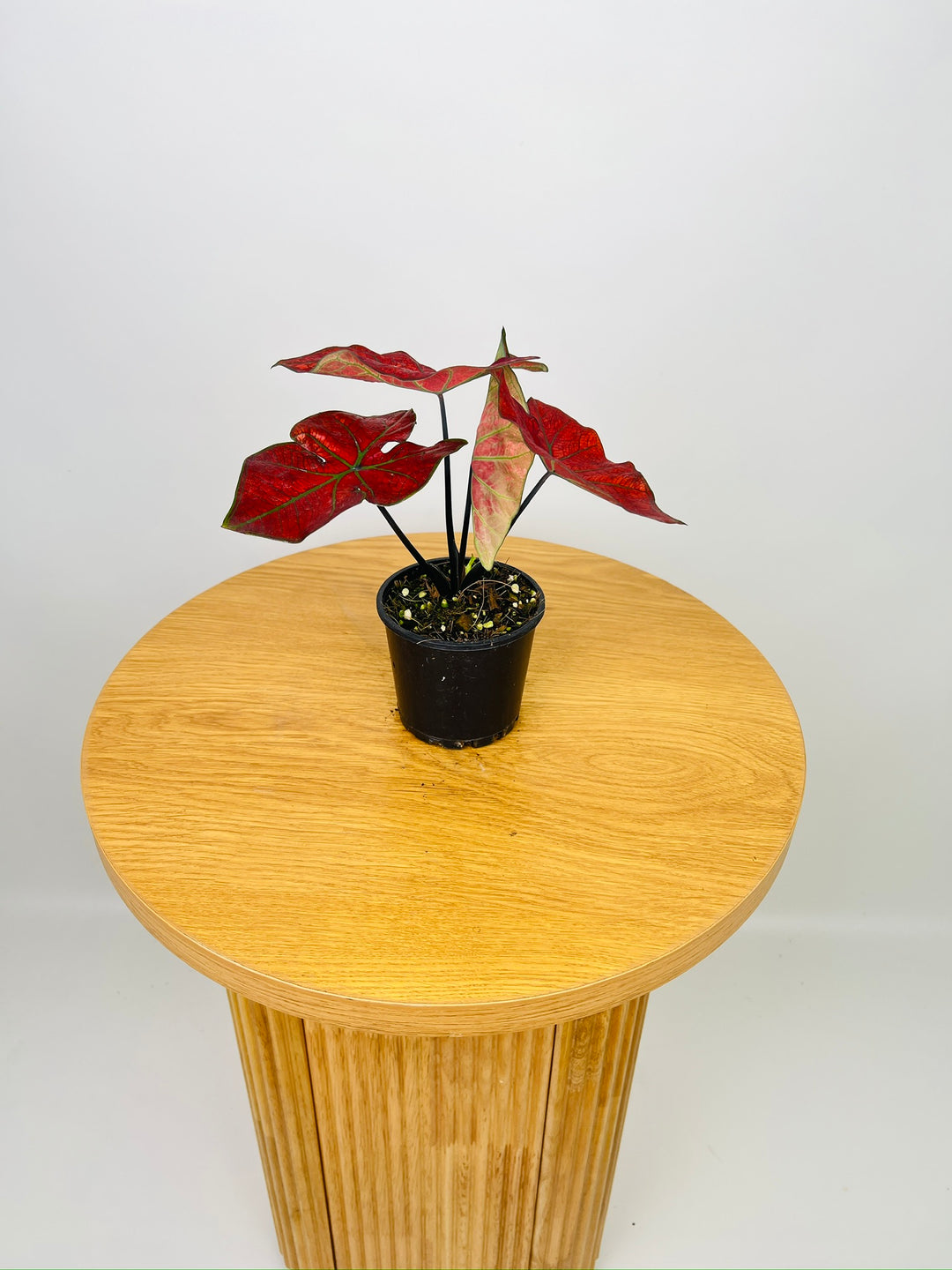 Caladium Bicolor - Blazing Sun