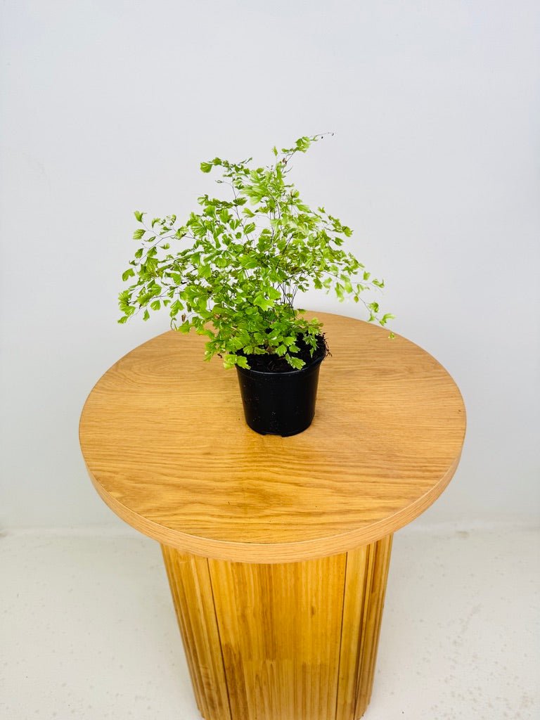 Adiantum Aethiopicum Variegata - Variegated Maidenhair Fern | Uprooted