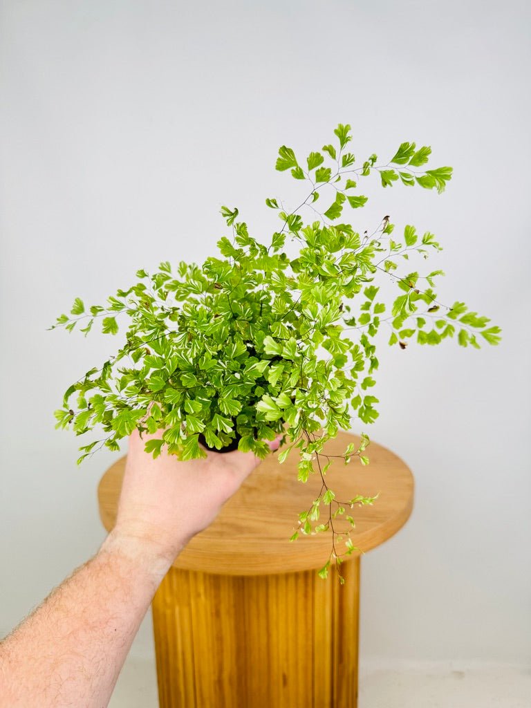 Adiantum Aethiopicum Variegata - Variegated Maidenhair Fern | Uprooted