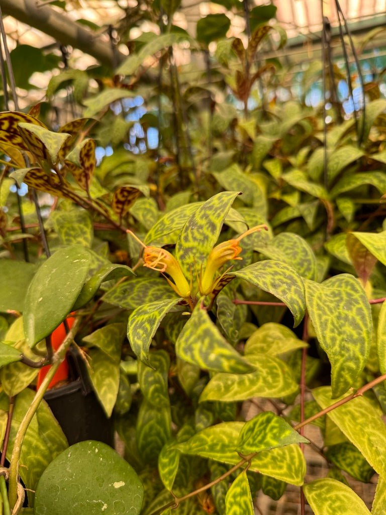 Aeschynanthus Longicaulis - Black Pagoda - Lipstick Plant | Uprooted