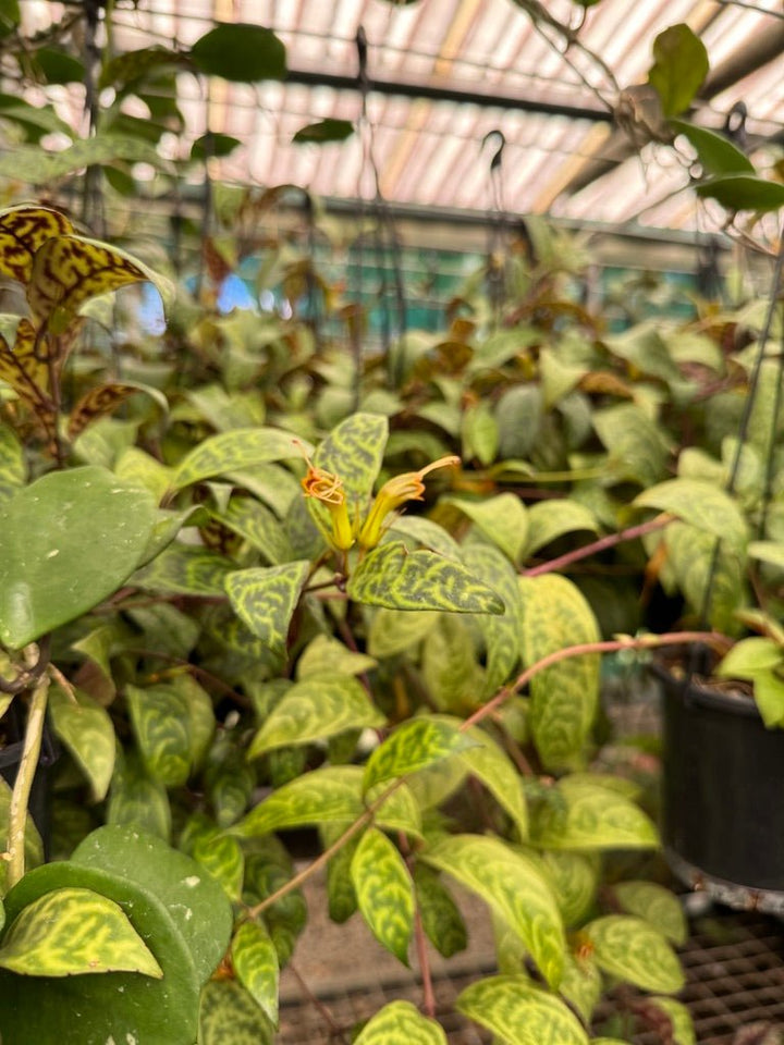 Aeschynanthus Longicaulis - Black Pagoda - Lipstick Plant | Uprooted