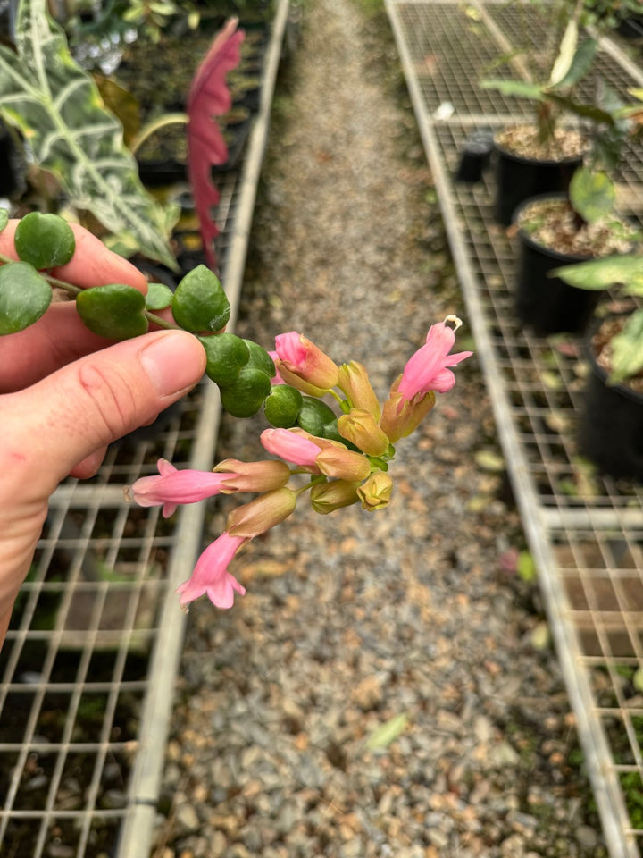 Aeschynanthus Radicans - Thai Beauty | Uprooted