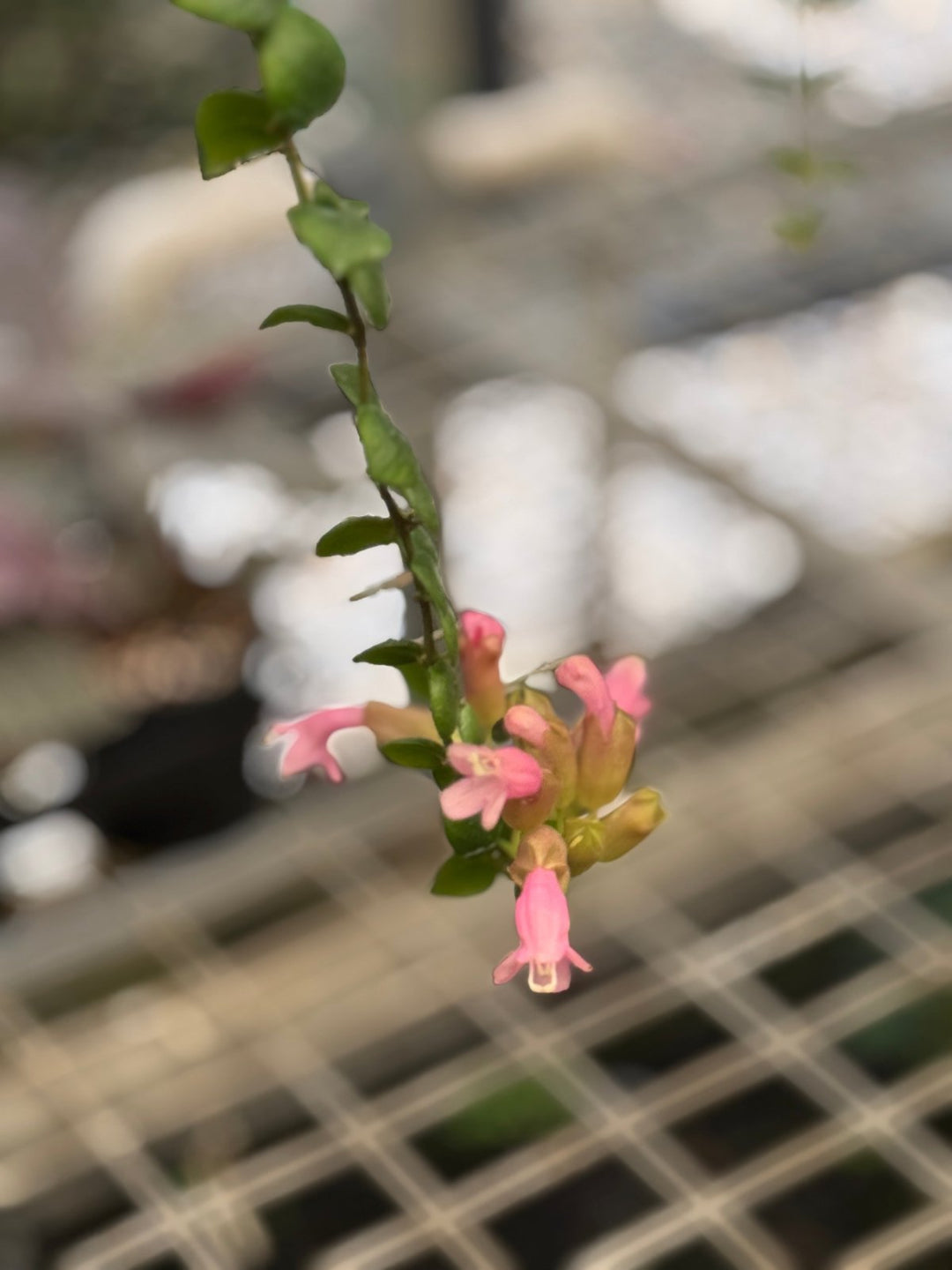 Aeschynanthus Radicans - Thai Beauty | Uprooted