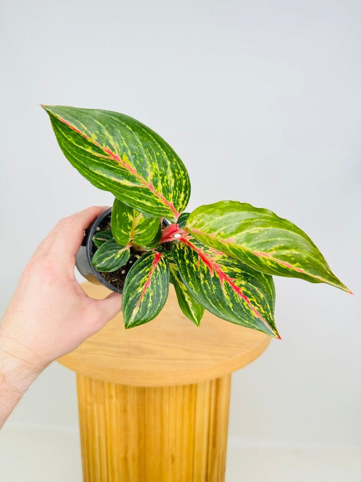 Aglaonema Commutatum - Ammaj Jareon | Uprooted