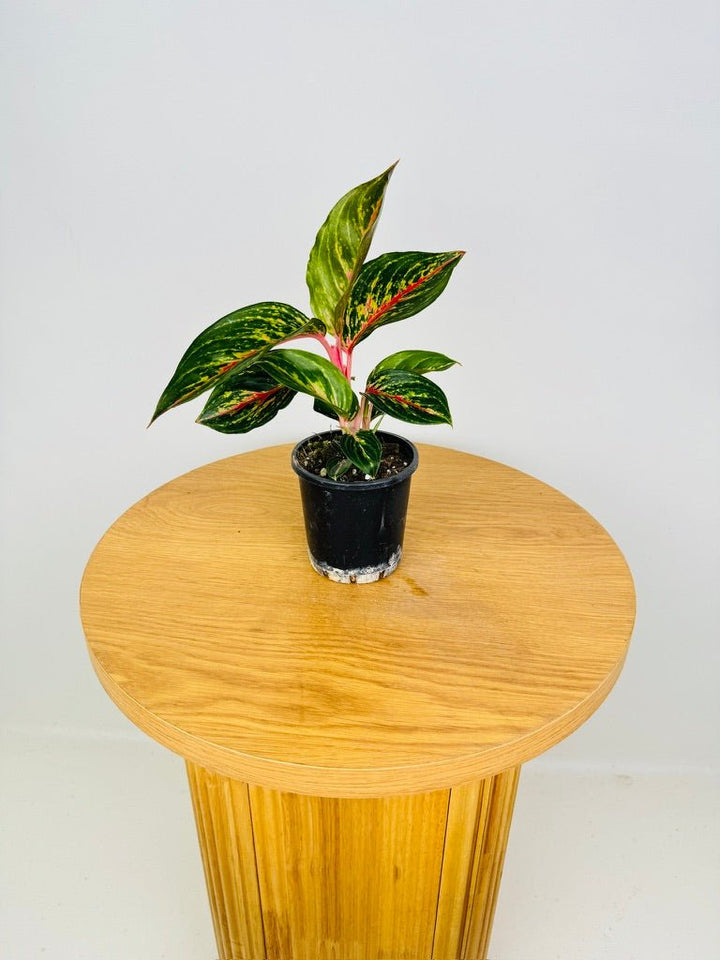 Aglaonema Commutatum - Ammaj Jareon | Uprooted