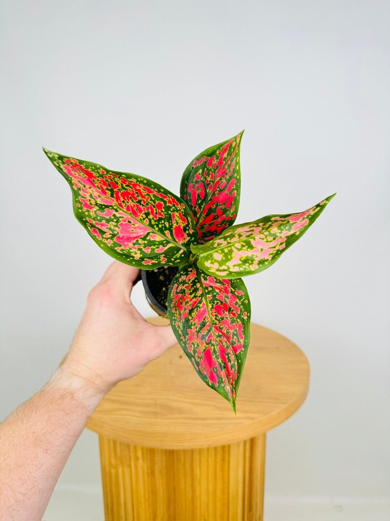 Aglaonema Commutatum - Anyamanee | Uprooted