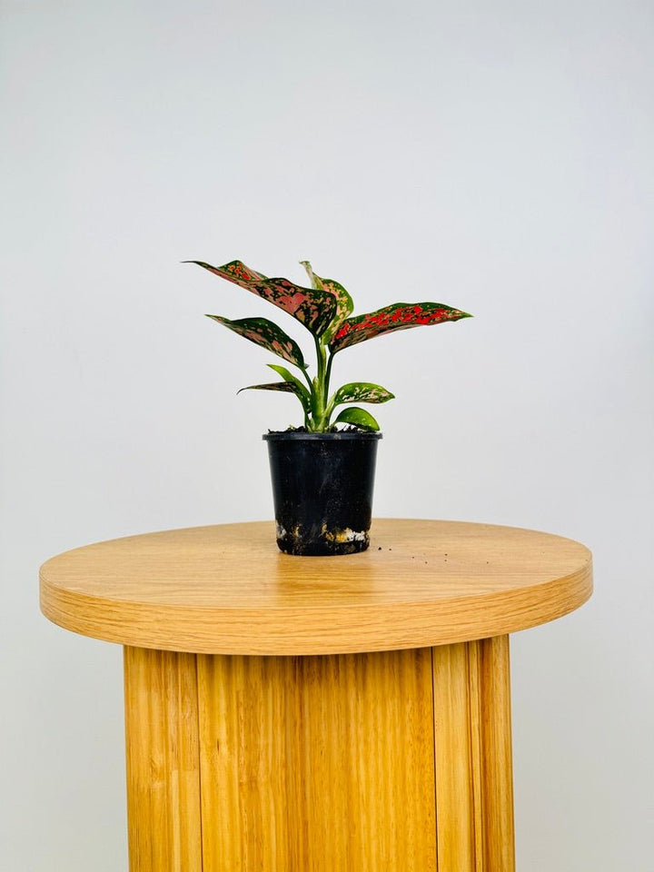 Aglaonema Commutatum - Anyamanee | Uprooted