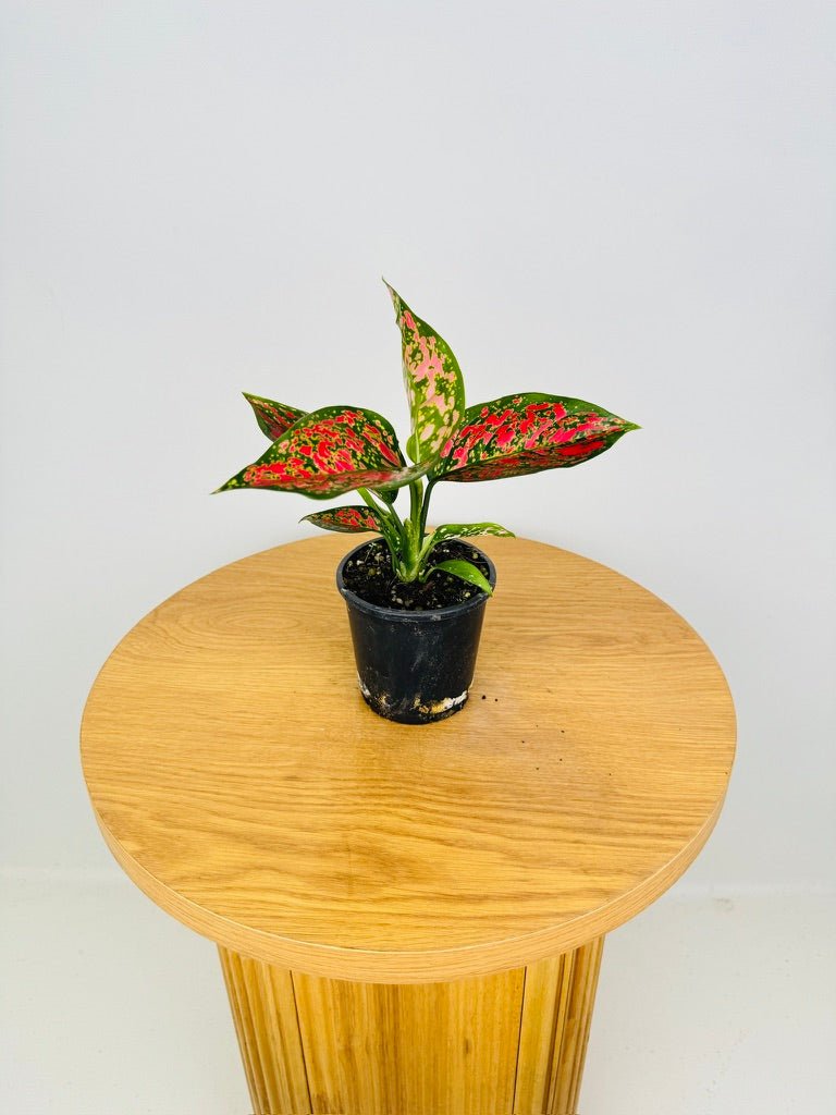 Aglaonema Commutatum - Anyamanee | Uprooted