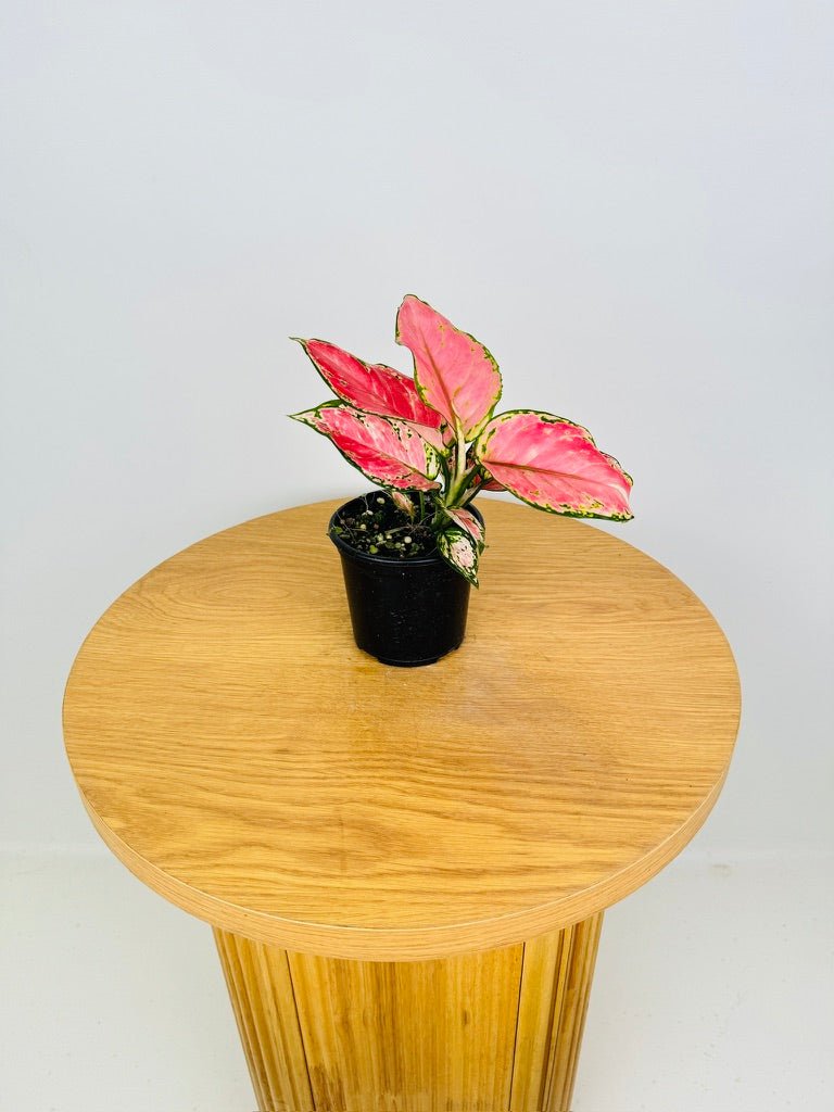 Aglaonema Commutatum - Auspicious Red | Uprooted