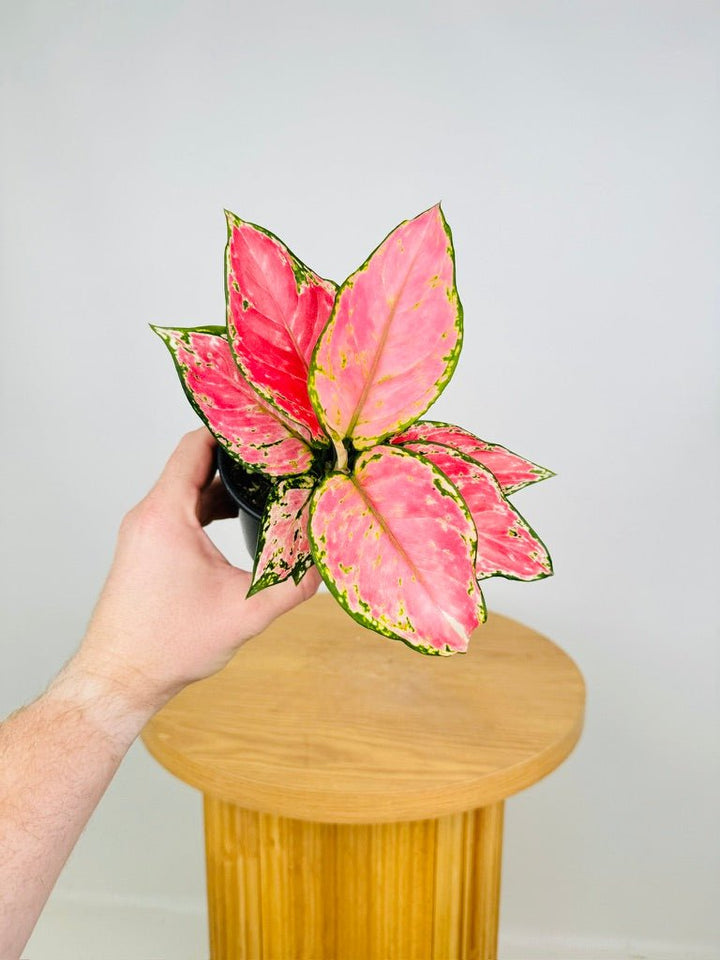 Aglaonema Commutatum - Auspicious Red | Uprooted