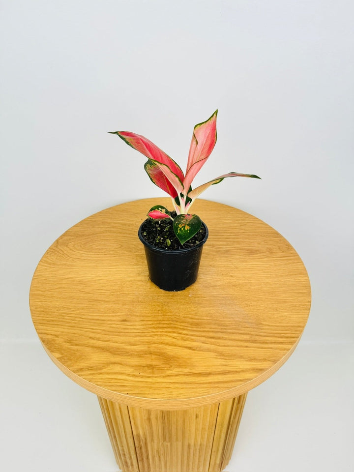 Aglaonema Commutatum - China Red | Uprooted