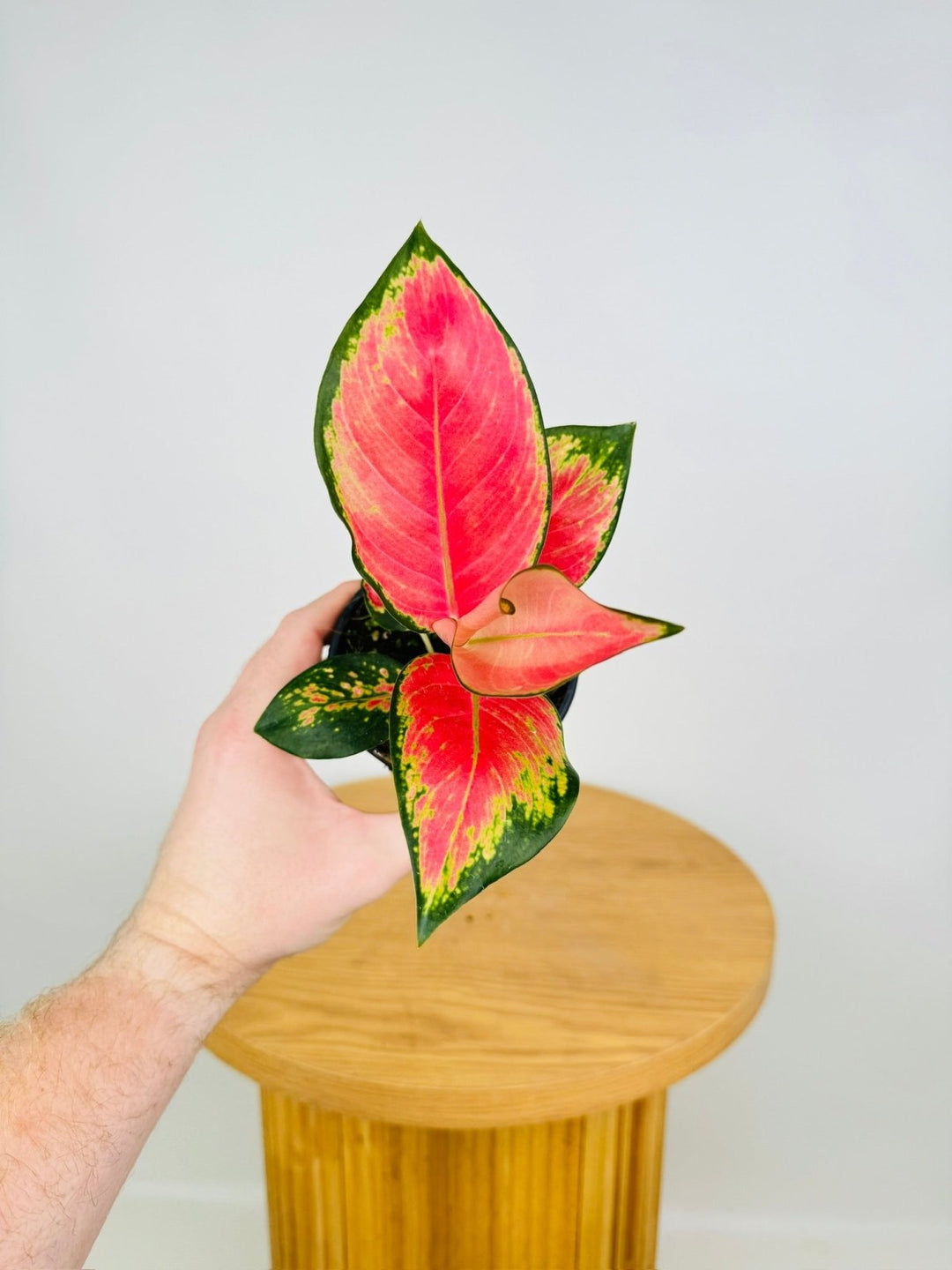 Aglaonema Commutatum - China Red | Uprooted