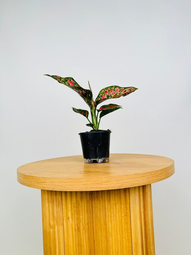 Aglaonema Commutatum - Dang Mongkol | Uprooted