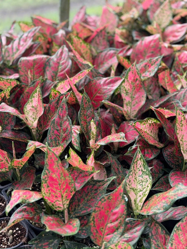 Aglaonema Commutatum - Dang Mongkol | Uprooted