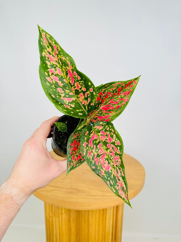 Aglaonema Commutatum - Dang Mongkol | Uprooted