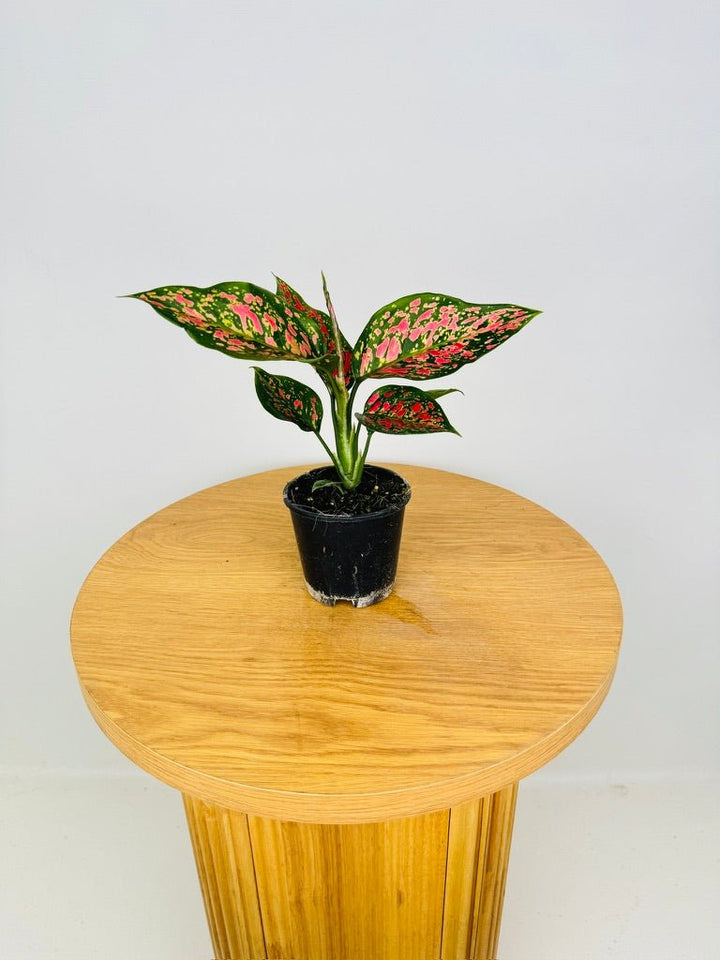 Aglaonema Commutatum - Dang Mongkol | Uprooted