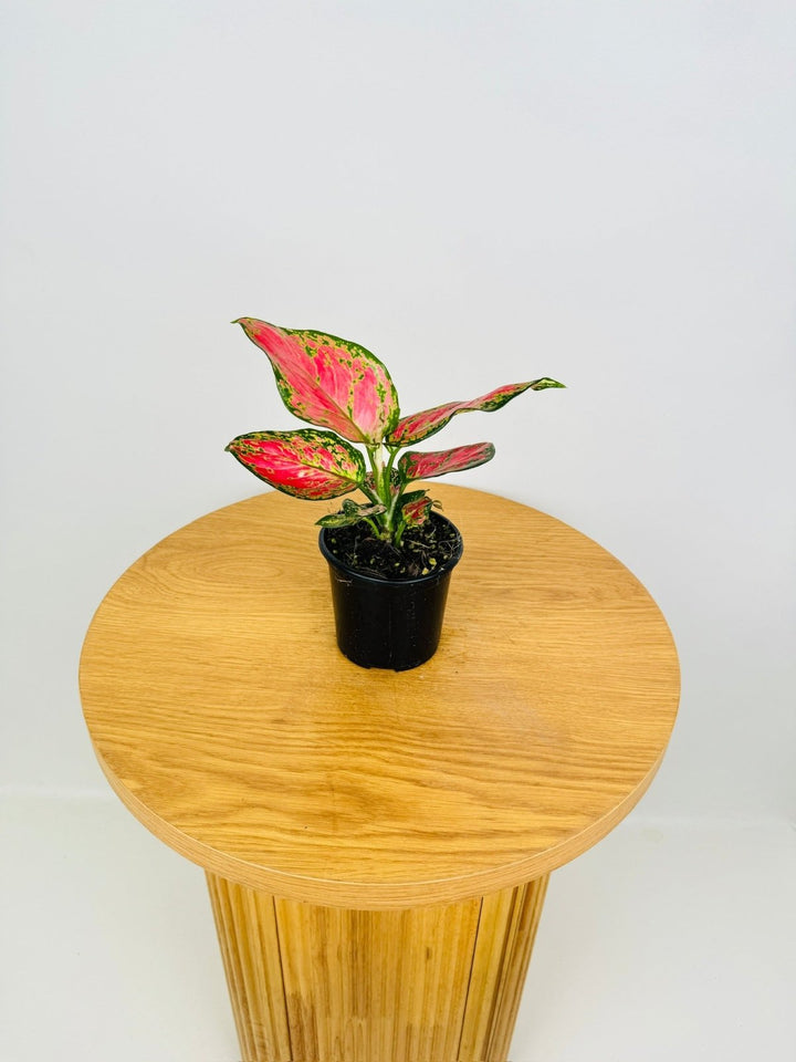 Aglaonema Commutatum - Diamond Red | Uprooted