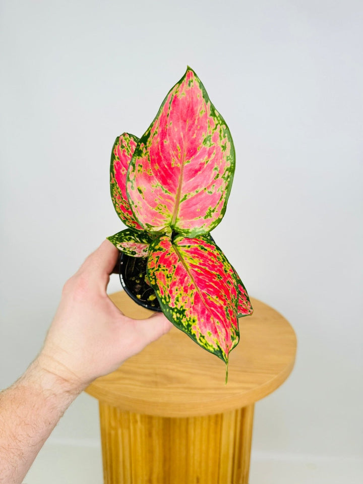 Aglaonema Commutatum - Diamond Red | Uprooted