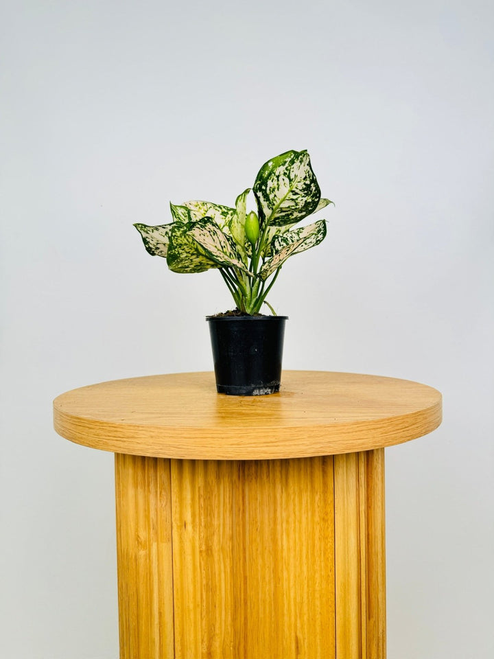 Aglaonema Commutatum - Eileen | Uprooted