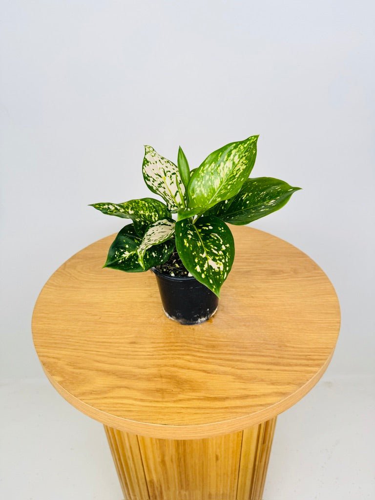 Aglaonema Commutatum - Eileen | Uprooted