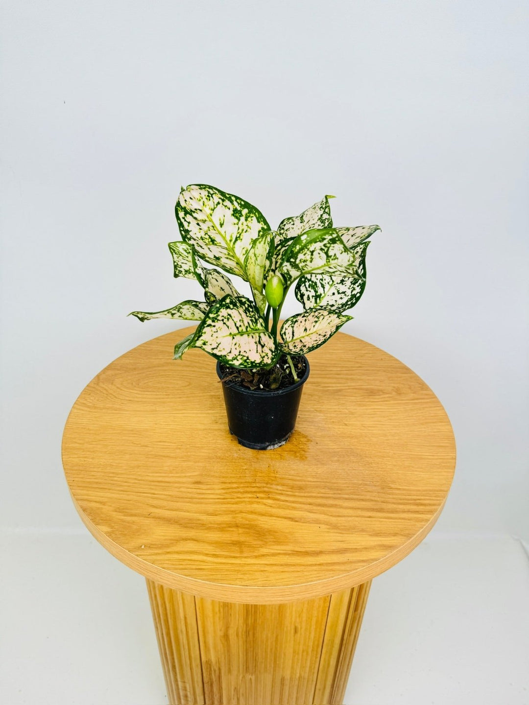 Aglaonema Commutatum - Eileen | Uprooted