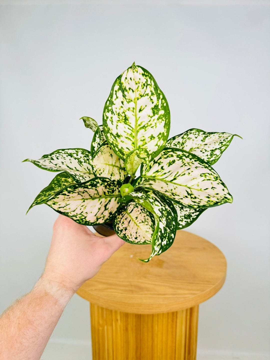 Aglaonema Commutatum - Eileen | Uprooted