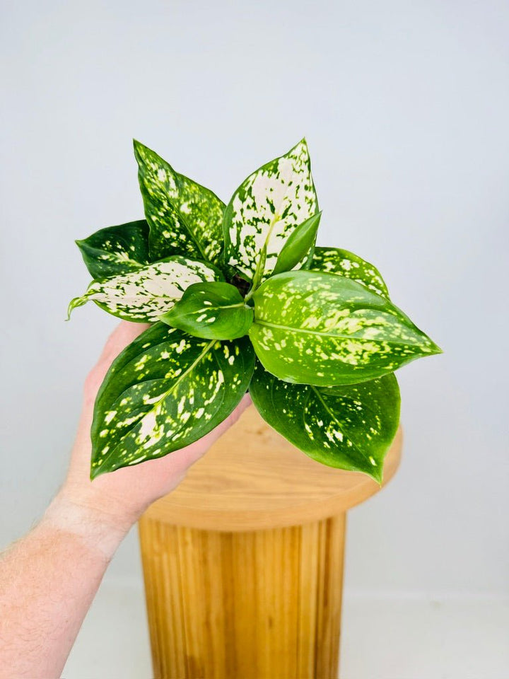 Aglaonema Commutatum - Eileen | Uprooted