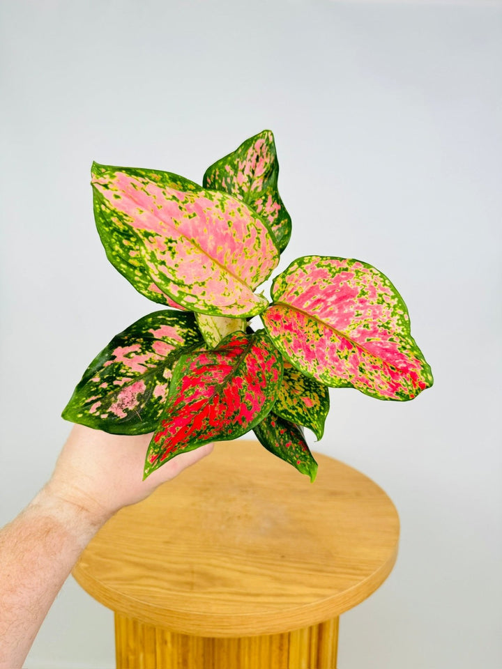 Aglaonema Commutatum - Favonian | Uprooted