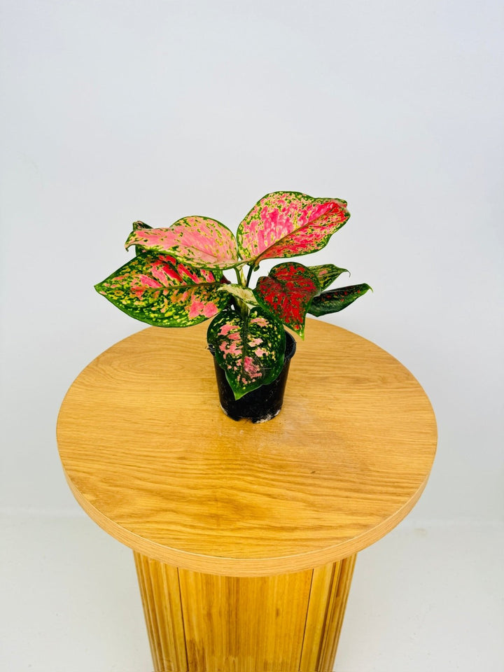 Aglaonema Commutatum - Favonian | Uprooted