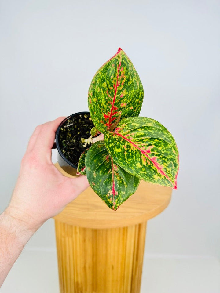 Aglaonema Commutatum - Fireworks | Uprooted