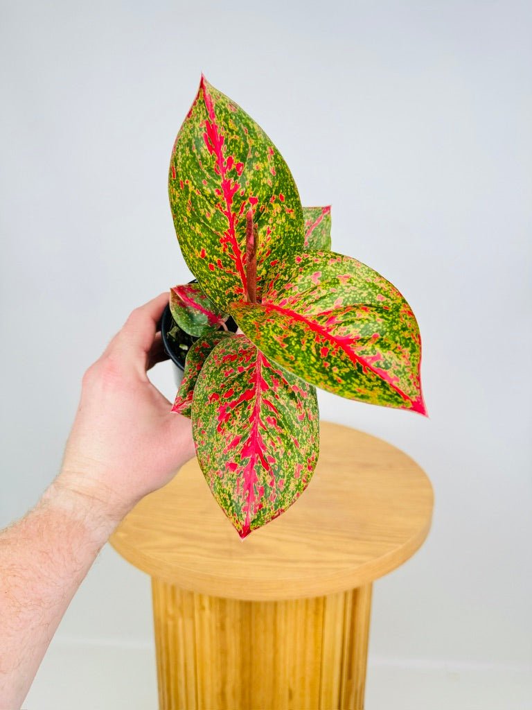 Aglaonema Commutatum - Fireworks | Uprooted