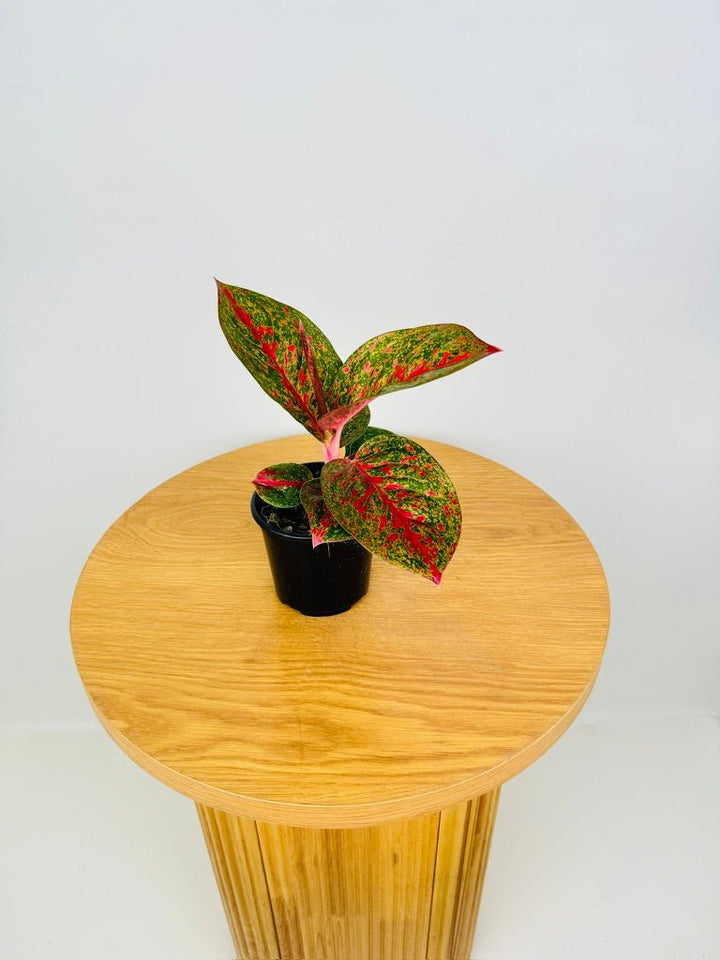 Aglaonema Commutatum - Fireworks | Uprooted