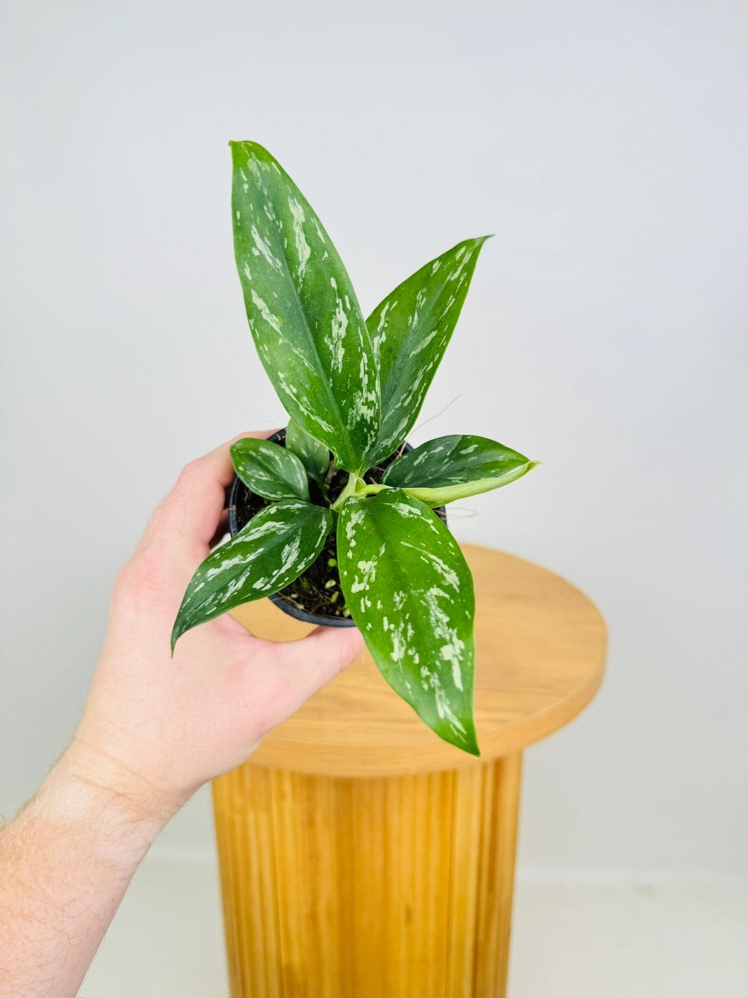 Aglaonema Commutatum - Jade | Uprooted