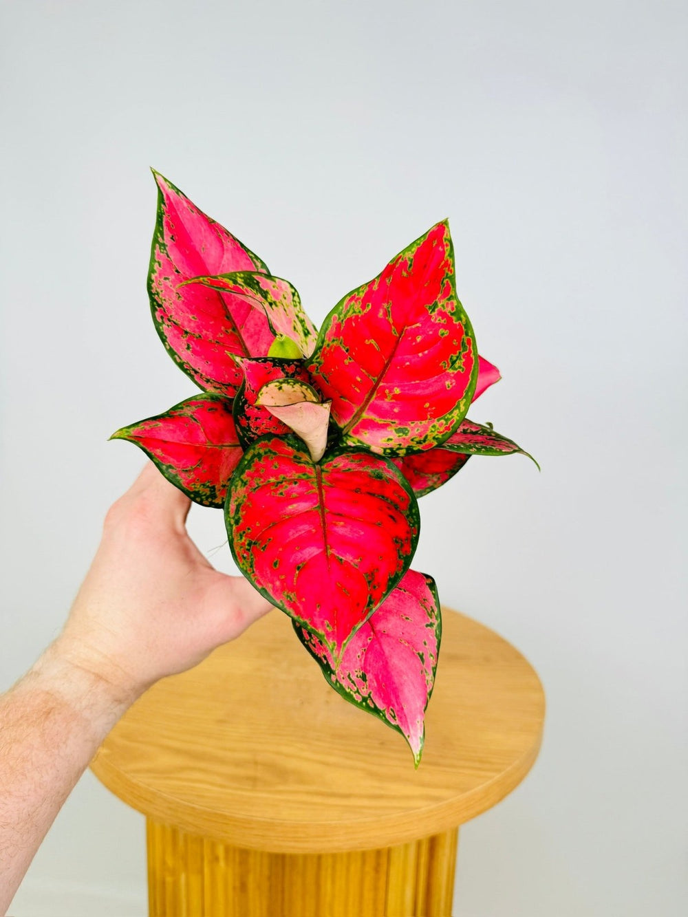 Aglaonema Commutatum - Katrina | Uprooted