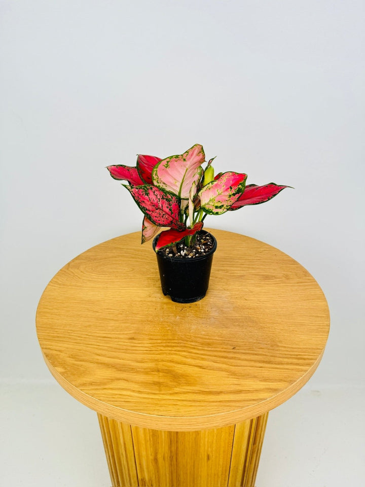 Aglaonema Commutatum - Katrina | Uprooted