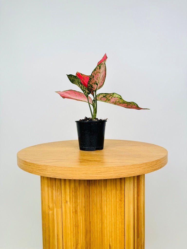 Aglaonema Commutatum - Lady Valentine | Uprooted