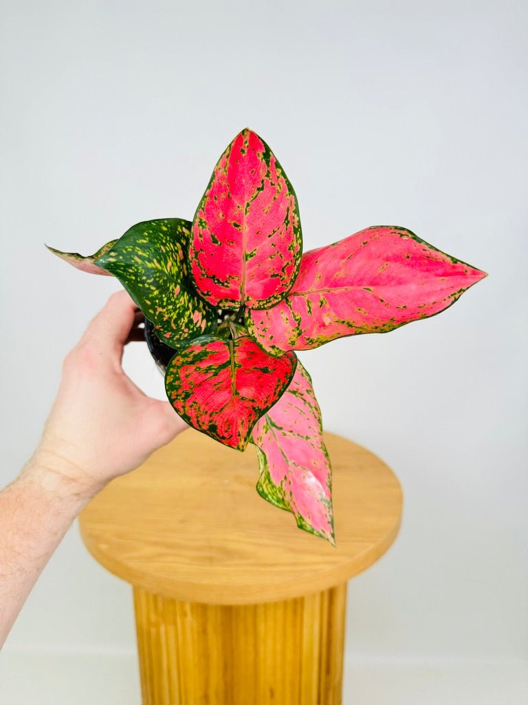 Aglaonema Commutatum - Lady Valentine | Uprooted