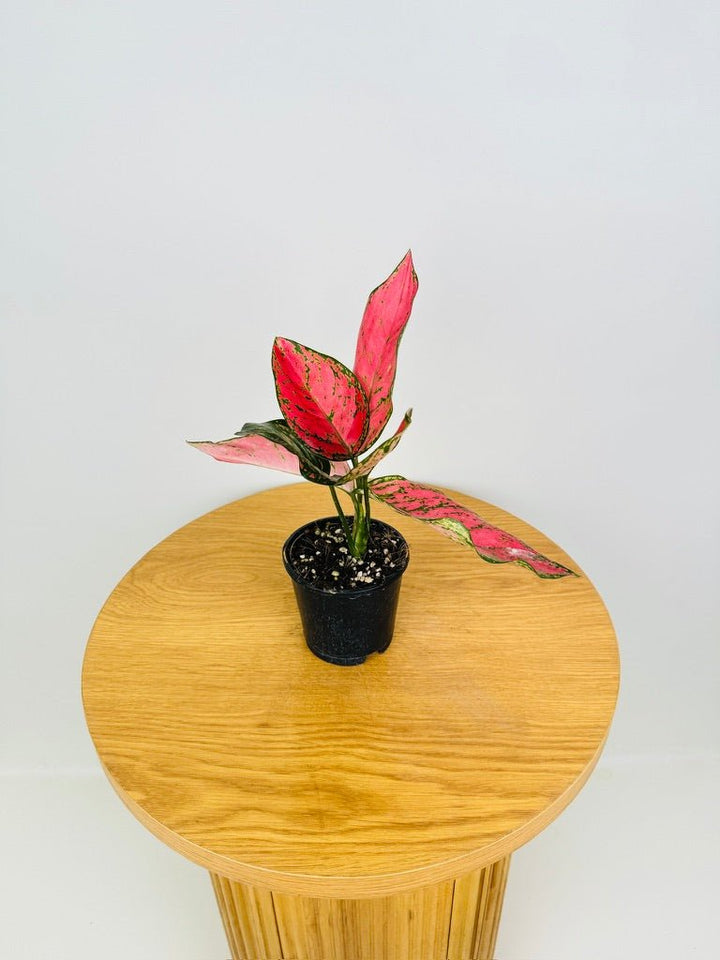 Aglaonema Commutatum - Lady Valentine | Uprooted