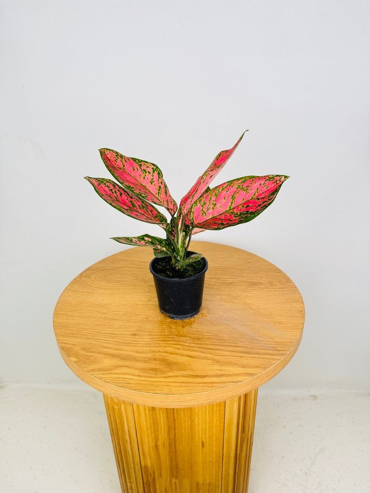 Aglaonema Commutatum - Lady Valentine | Uprooted