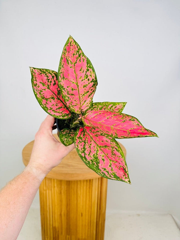 Aglaonema Commutatum - Lady Valentine | Uprooted